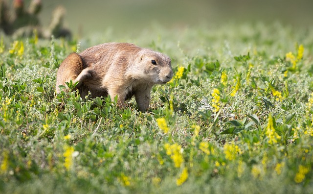 prairie dog, rodent, mammal, prairie, cute, nature, wildlife, yellow flowers, field grass, animal, open landscape, nature photography, wild, animal portrait, steppe dweller, white fur, grazing animal, surprise, cold season