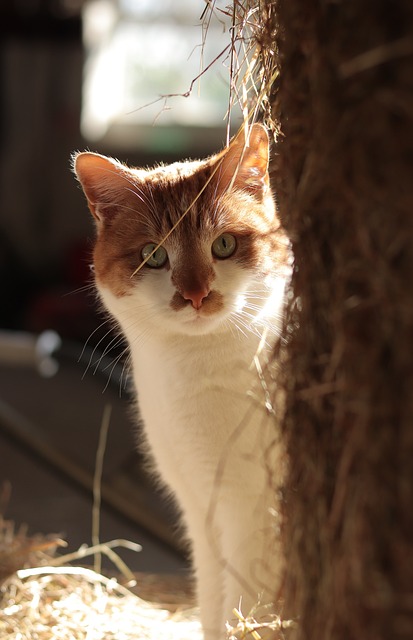 Nysgerrig, Kat, Dyr, Natur, Stabil, Hø