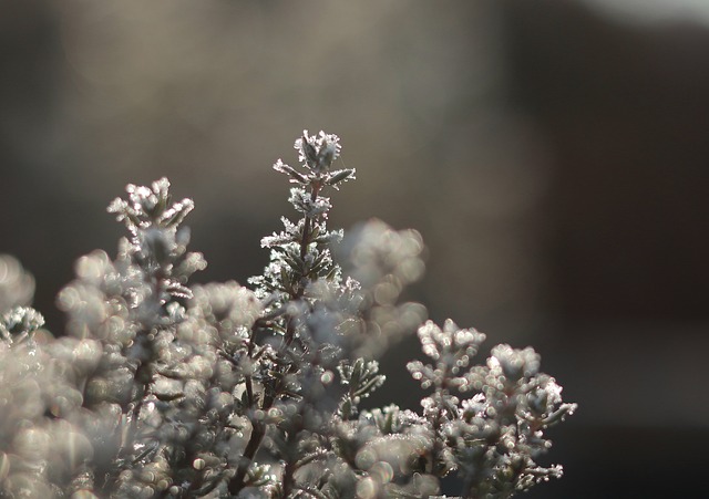Plante, Natur, Land, Vinter, Hyggelig