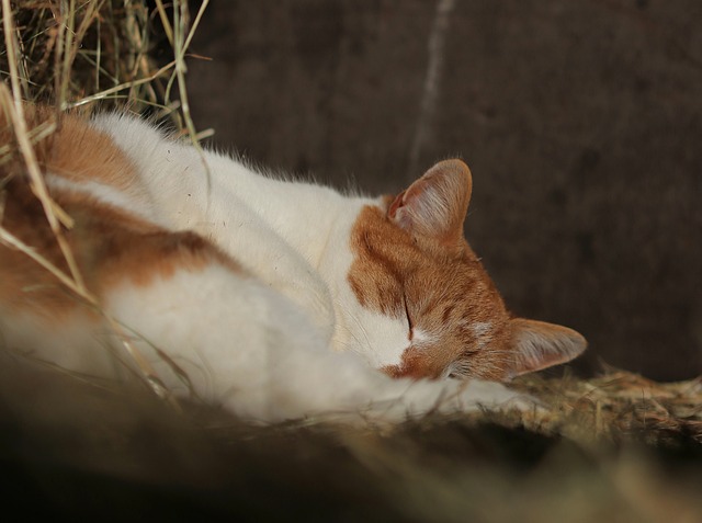 Kat, Sover, Stabil, Hø, Sød, Natur