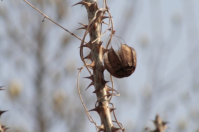 Free Aristolochia Mouse Bell photo and picture