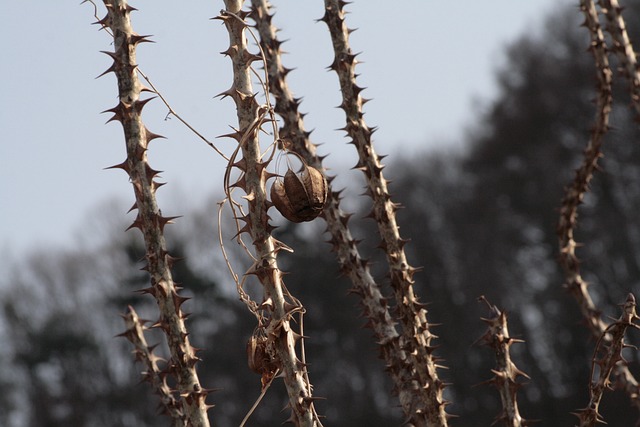 Free Aristolochiaceae Mouse Bell photo and picture