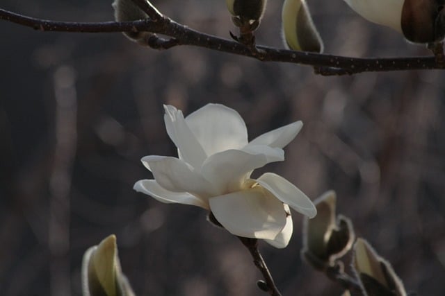 Free Magnolia White Magnolia photo and picture