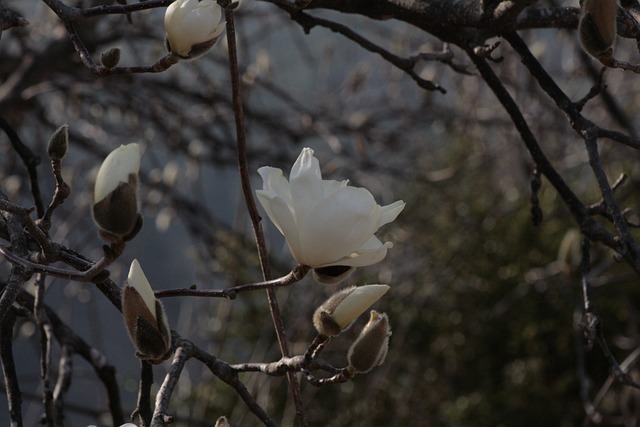 Free Magnolia White Magnolia photo and picture