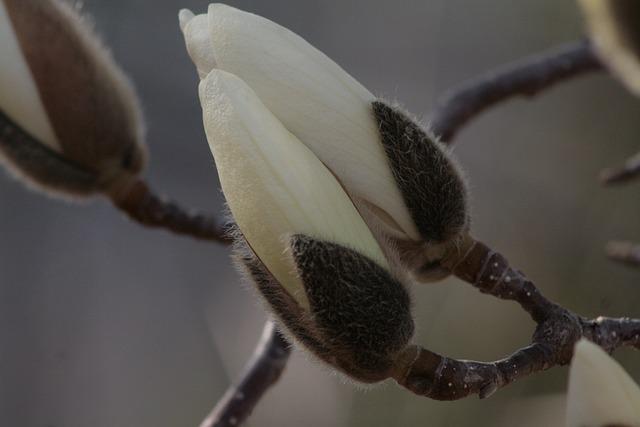 Free Magnolia Spring Flowers photo and picture