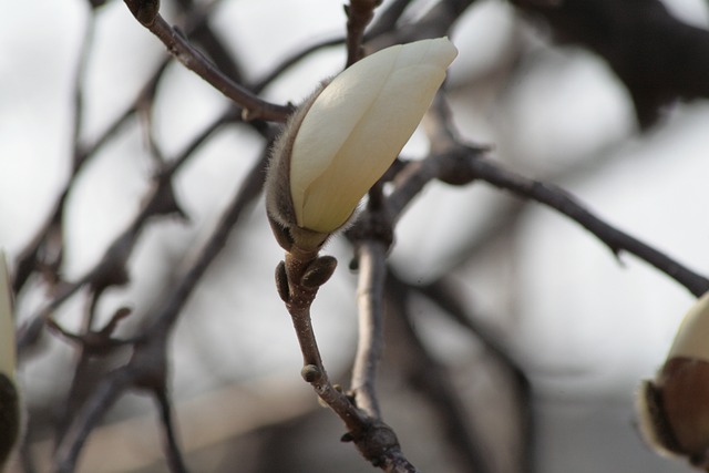 Free Magnolia White Magnolia photo and picture