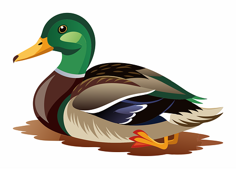 Ente, Wild, Natur, Wildtier, Wasservogel