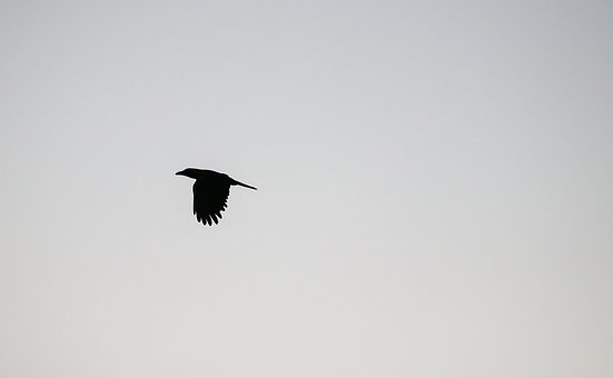 Fugl, Siluet, Himmel, Flyvning, Sort