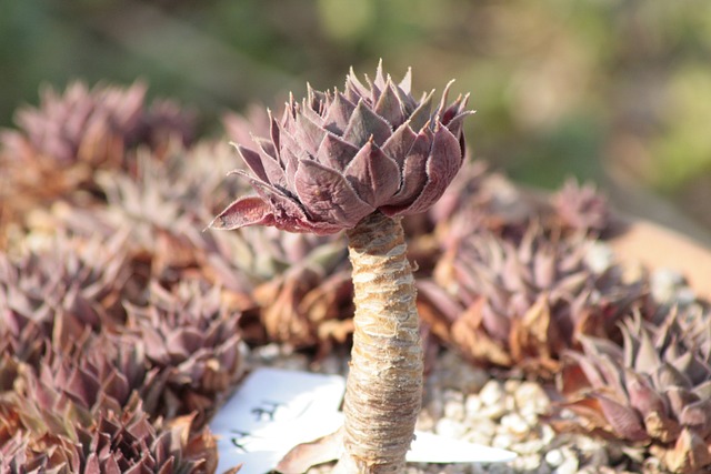 Free Rock Brush Flower photo and picture