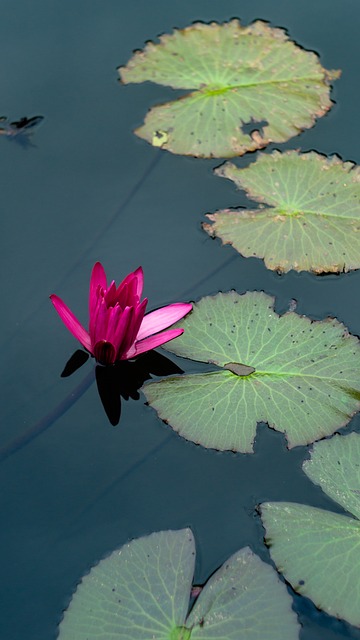 Nøkkerose, Pink, Lilje Pad, Dam, Natur