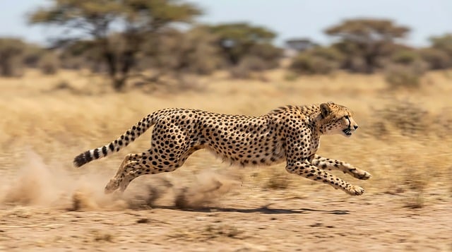 cheetah, running, speed, wildlife, predator, action, nature, animal, fast, african, wilderness, big cat, sprint, ai generated