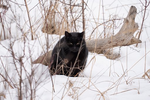 Free Cat Black photo and picture