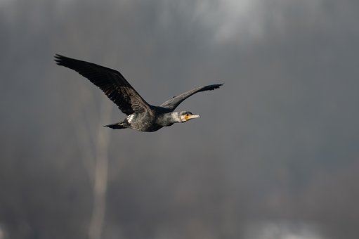 Free Cormorant Flying photo and picture