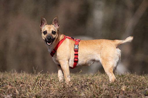 Free Dog Sunlight photo and picture