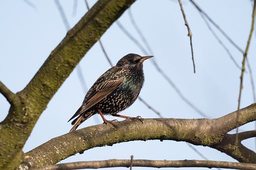 Free Blackbird Bird photo and picture