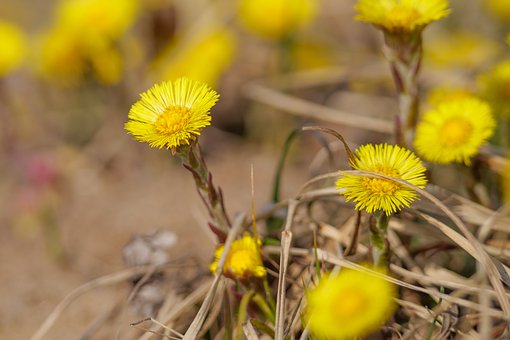 Free Colt'S-Foot Spring photo and picture