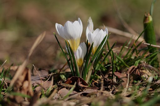 Free Crocus Nature photo and picture