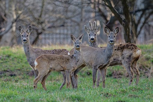 Free Roe Deer Wildlife photo and picture