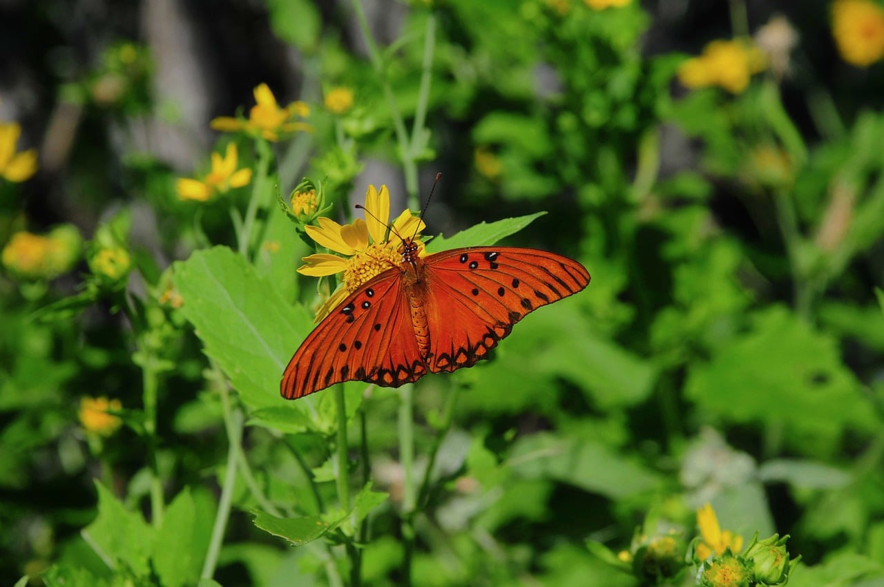 Butterfly - free online jigsaw puzzle photo