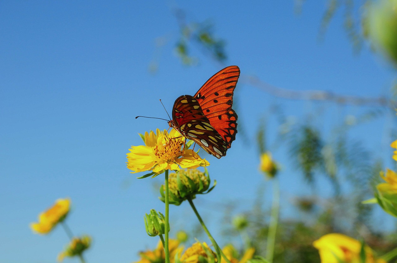 Butterfly - free online jigsaw puzzle photo