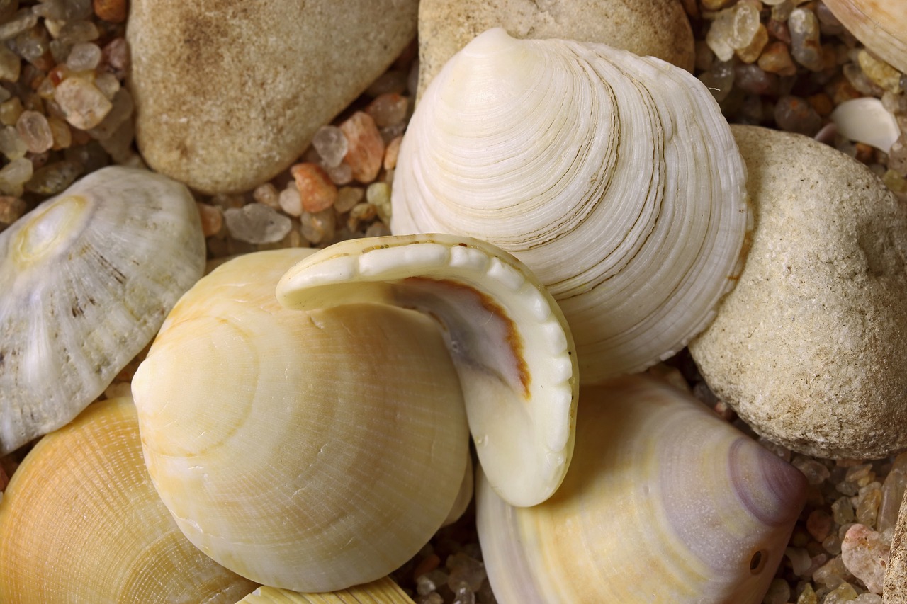 Sea Shells Empty Pebbles - Free photo on Pixabay