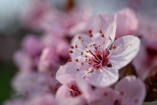 Frühling, Blüte, Natur, Obstbaum