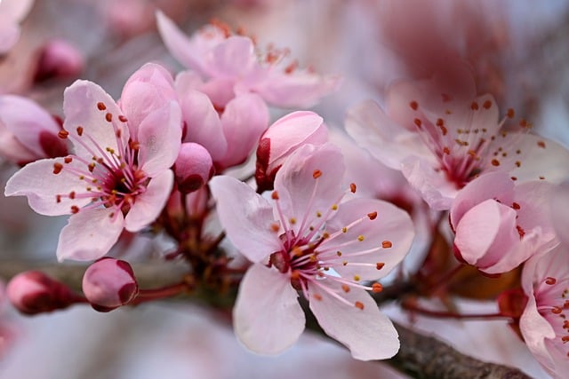 Spring, bloom, nature and fruit tree — photo by akirEVarga