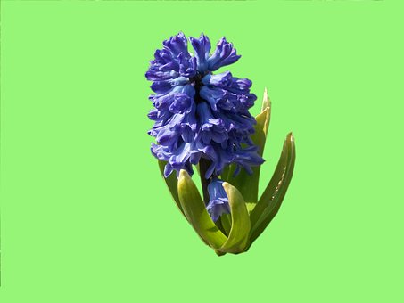 Free Hyacinth Garden Hyacinth photo and picture