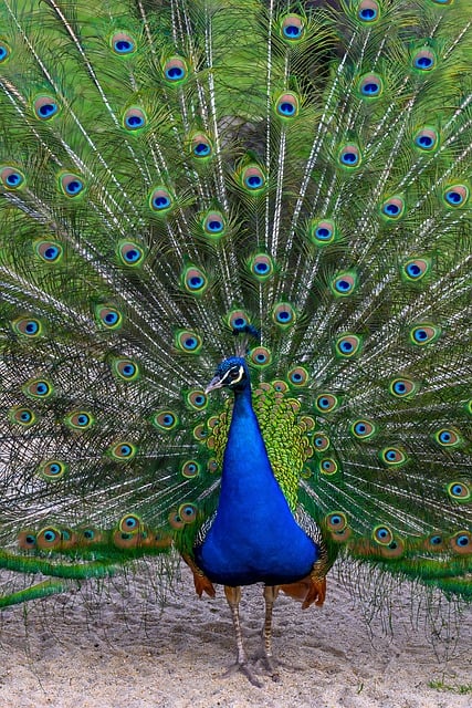 Peacock, blue peacock, bird and nature  — photo by BernhardJaeck