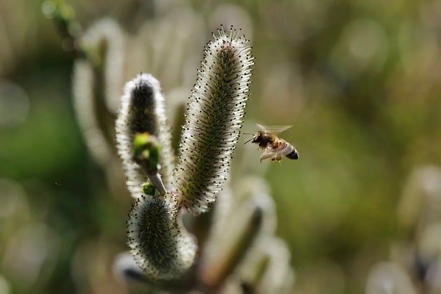 Free Bee Willow photo and picture