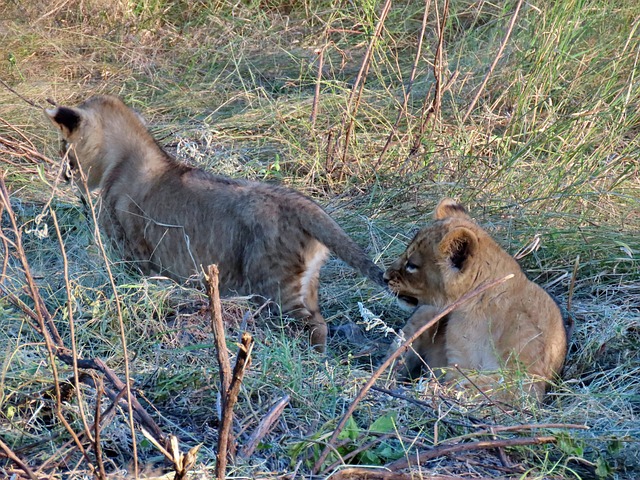 Tier, Wild, Tierwelt, Löwe, Junges