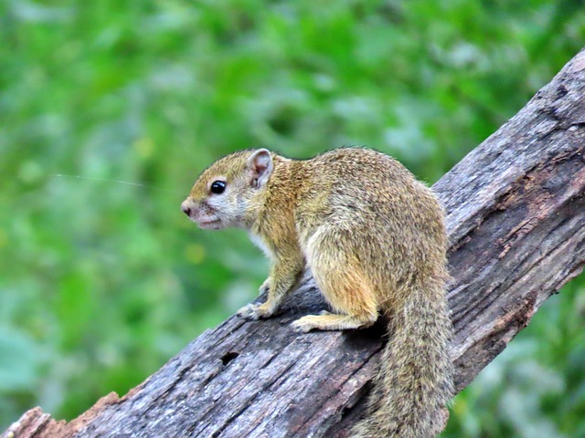 Eichhörnchen, Natur, Tierwelt, Tier