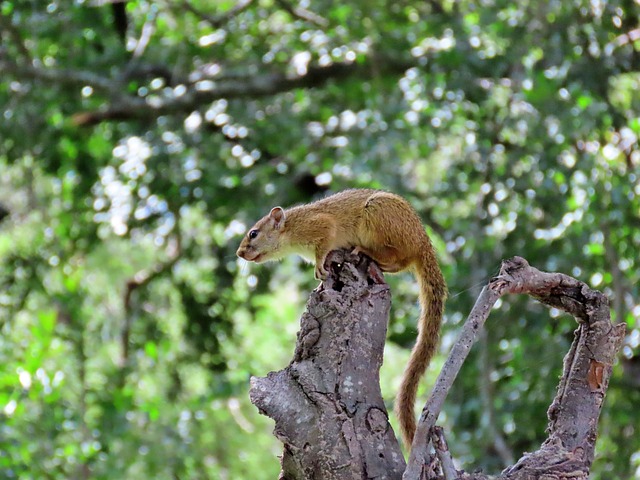 Eichhörnchen, Natur, Tier, Tierwelt