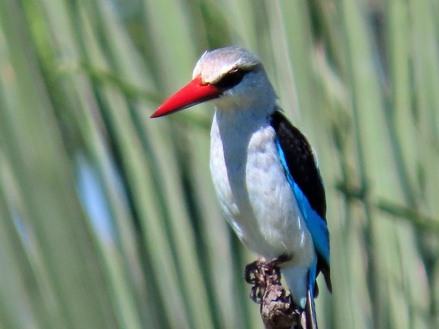 Vogel, Natur, Tier, Tierwelt, Eisvogel