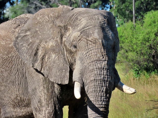 Elefant, Afrika, Natur, Tierwelt, Safari
