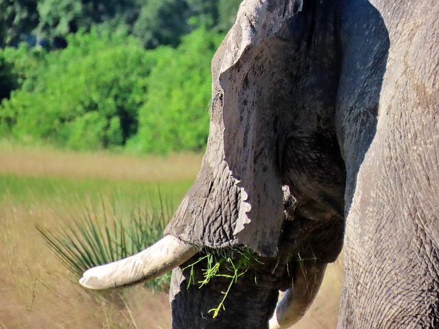Elefant, Afrika, Natur, Tierwelt, Safari