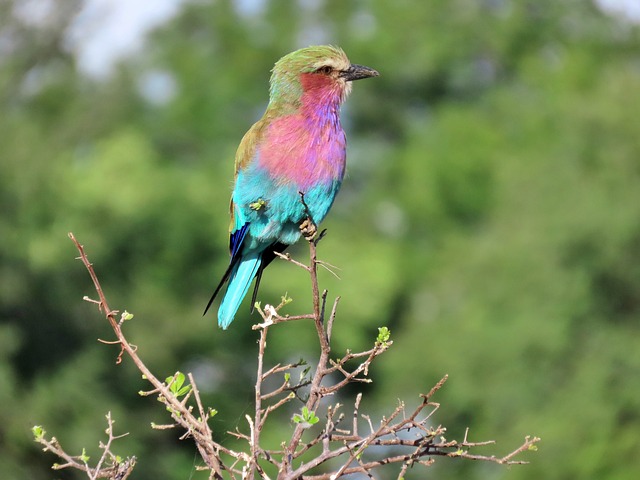 Natur, Vogel, Tierwelt, Afrika, Rolle