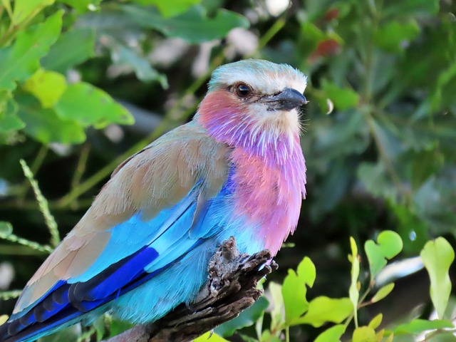 Natur, Vogel, Tierwelt, Lila-Brüstig