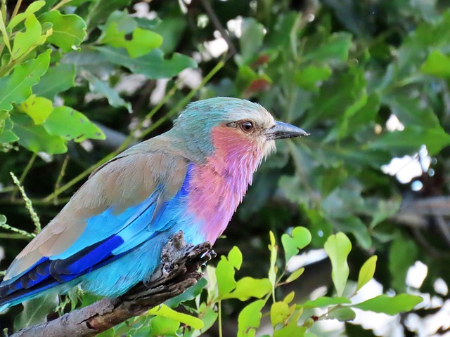 Natur, Vogel, Tierwelt, Afrika