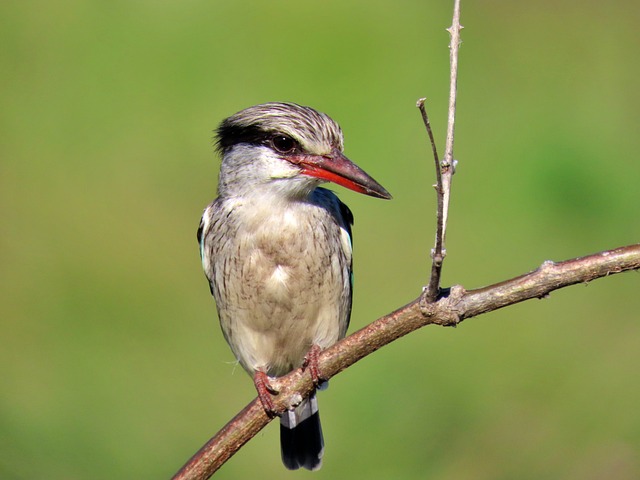 Eisvogel, Vogel, Natur, Tier, Tierwelt