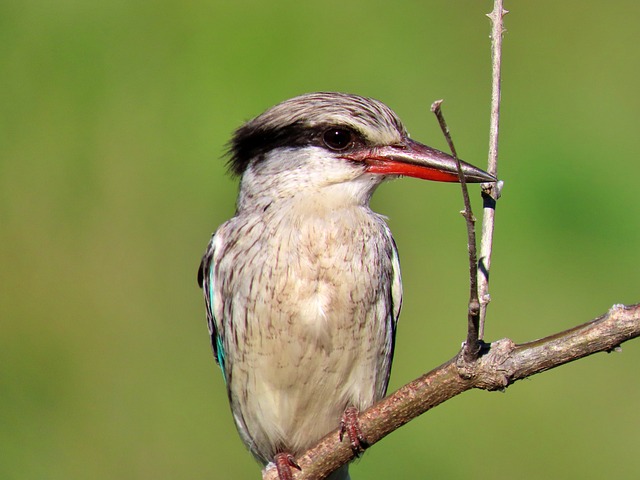 Eisvogel, Vogel, Natur, Tier, Tierwelt