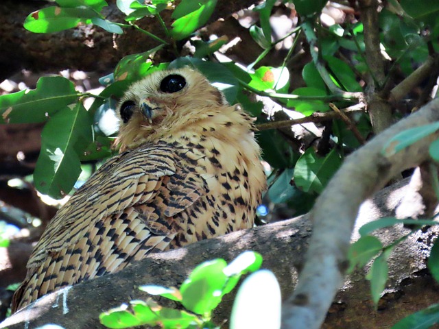 Eule, Vogel, Natur, Tier, Tierwelt