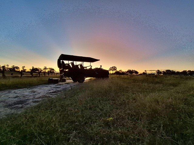 Safari, Sonnenuntergang, Natur, Himmel