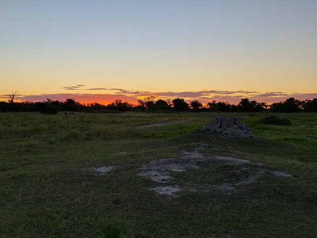 Okavango, Botswana, Safari, Natur