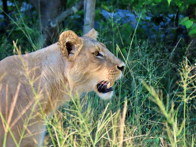 Löwin, Natur, Raubtier, Tierwelt, Safari