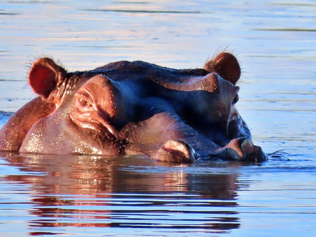 Nilpferd, Natur, Tierwelt, Tier, Afrika