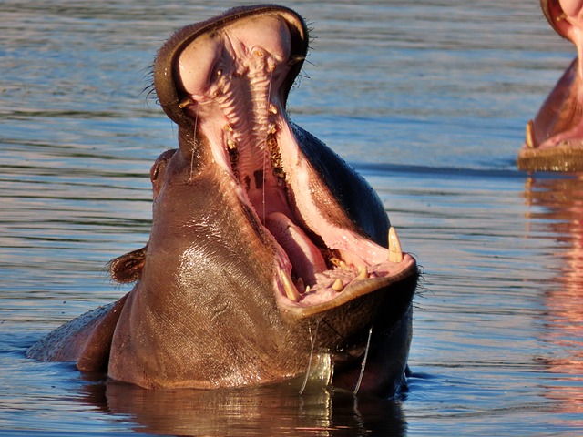 Nilpferd, Natur, Tierwelt, Botswana