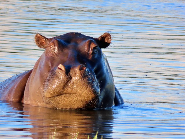 Nilpferd, Natur, Tierwelt, Botswana