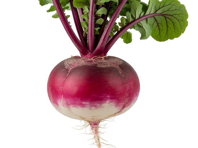 Free turnip root vegetable red turnip illustration