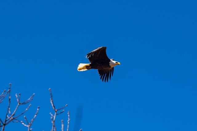 eagle, bird, cool backgrounds, bald, nature, windows wallpaper, hd wallpaper, full hd wallpaper, animal, flying, wallpaper hd, sky, soaring, spring, clear, blue, large, wallpaper 4k, wings, laptop wallpaper, desktop backgrounds, 4k wallpaper 1920x1080, mac wallpaper, sky background, freedom, free background, free wallpaper, beautiful wallpaper, 4k wallpaper, predator, blue sky, symbol, flight, view, background